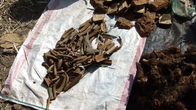 Indigenous Herbal Medicines (Energy Herbs): Pankaj Oudhia's Medicinal Plant Database-9837 смотреть онлайн
