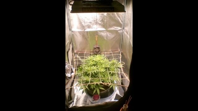 North Thunderfuck Week 9-12 - Mars Hydro TS 1000 - 2x2 tent (60x60cm) смотреть онлайн