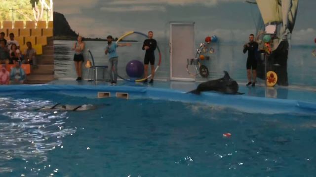 Thailand (Phuket Dolphin show ) смотреть онлайн