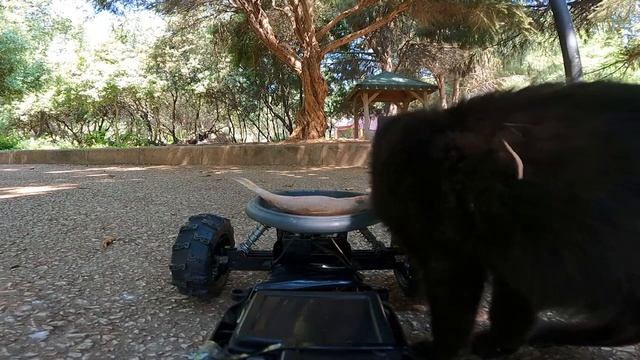 Stray cats react to raw fish смотреть онлайн