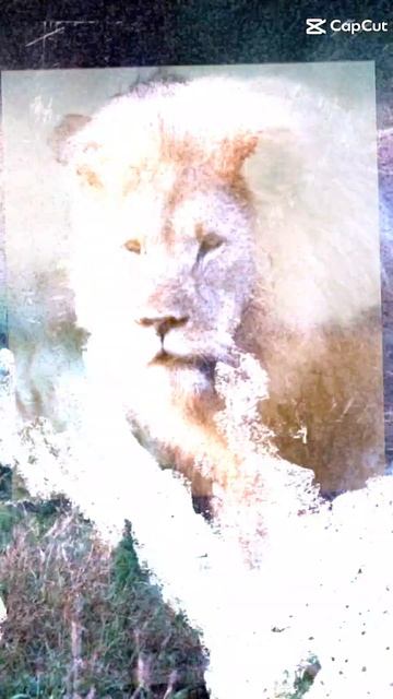 King Lion video #subscribe #animalloverforlife #cuteanimals смотреть онлайн