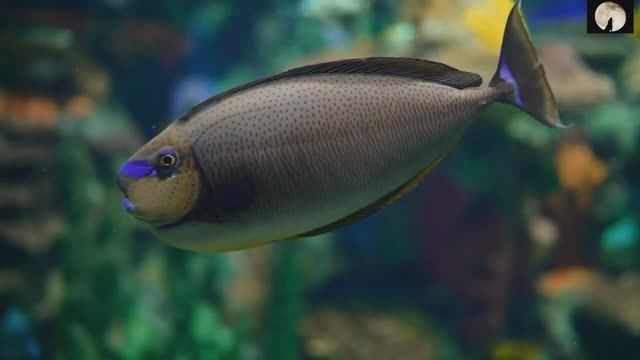 Сура Аль-Имран, Мишари Рашид, Сура 3 #коран #къуран #имран #чтениекорана