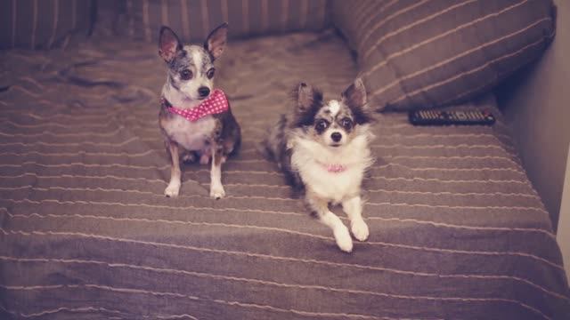 Как уговорить родителей купить собаку? 🐕✨ смотреть онлайн