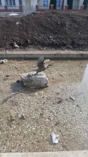 Памятник Утке. Жигулевск.