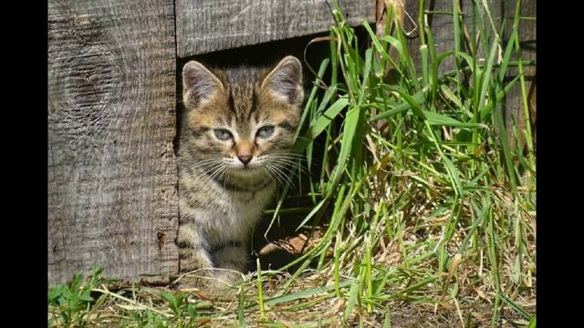 Мир животных смотреть онлайн
