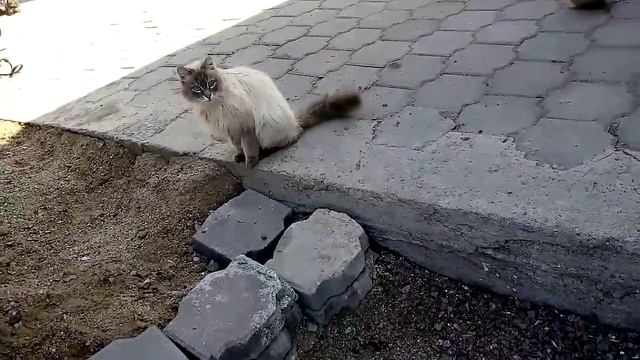 Красивая кошечка ) смотреть онлайн