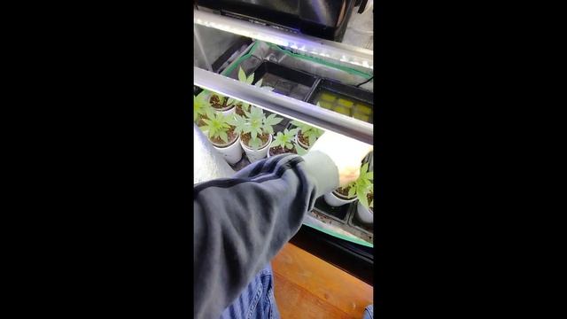 Whole Grow #impellobioscience #tpsnutrients #opticled #marshydro #growstar #hyphotonflux #teamoptic смотреть онлайн