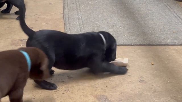 Grey collar male - Sadie Ryder litter 12-22-2022 смотреть онлайн