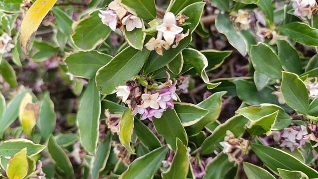 Перед дождем смотреть онлайн