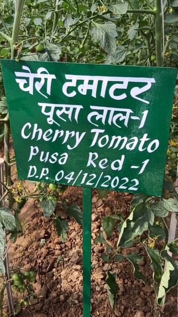 अंगूर जैसा चेरी टमाटर..कीमत 3x । Cherry tomatoes । #kisan #farming #farmer смотреть онлайн