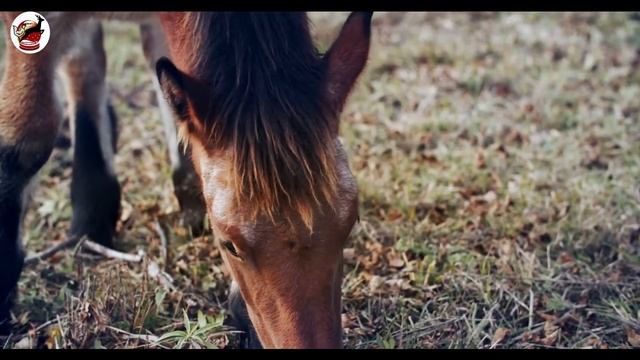 Horse Mating 4k | Horse Mating Videos  |  Horse Mating Race  | Horse Mating Girl | Horse