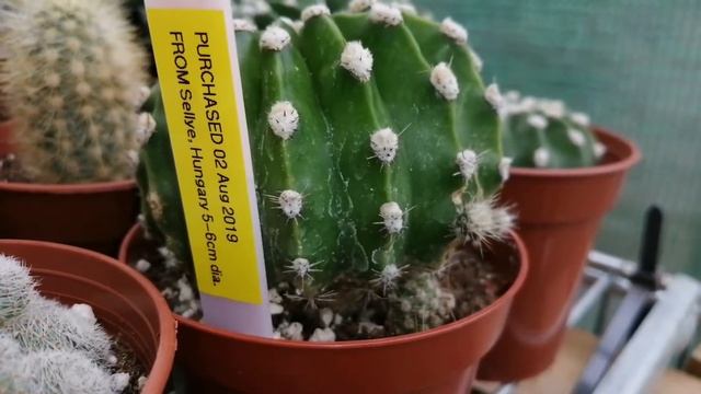 Cactus Plants Outdoor Tour Mini Greenhouse Cactus collection in bud UK Autumn 2019 смотреть онлайн