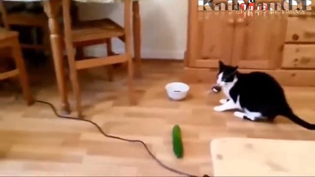 Кот и огурец🤣🤣 смотреть онлайн