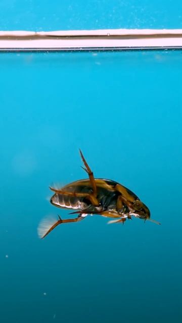 Water scavenger beetle - swimming + flying! смотреть онлайн