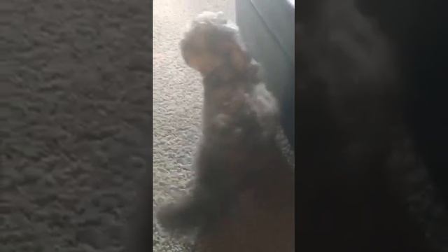 Flash hates the vacuum 2 смотреть онлайн