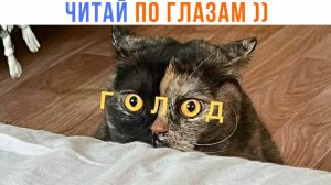 ДА У НЕГО НА ЛИЦЕ ВСЁ НАПИСАНО ))) Приколы с котами | Мемозг 1578