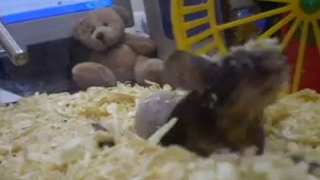 Талисманчики смотреть онлайн