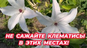 5 мест в саду, куда не стоит сажать КЛЕМАТИСЫ, чтобы не погубить их!