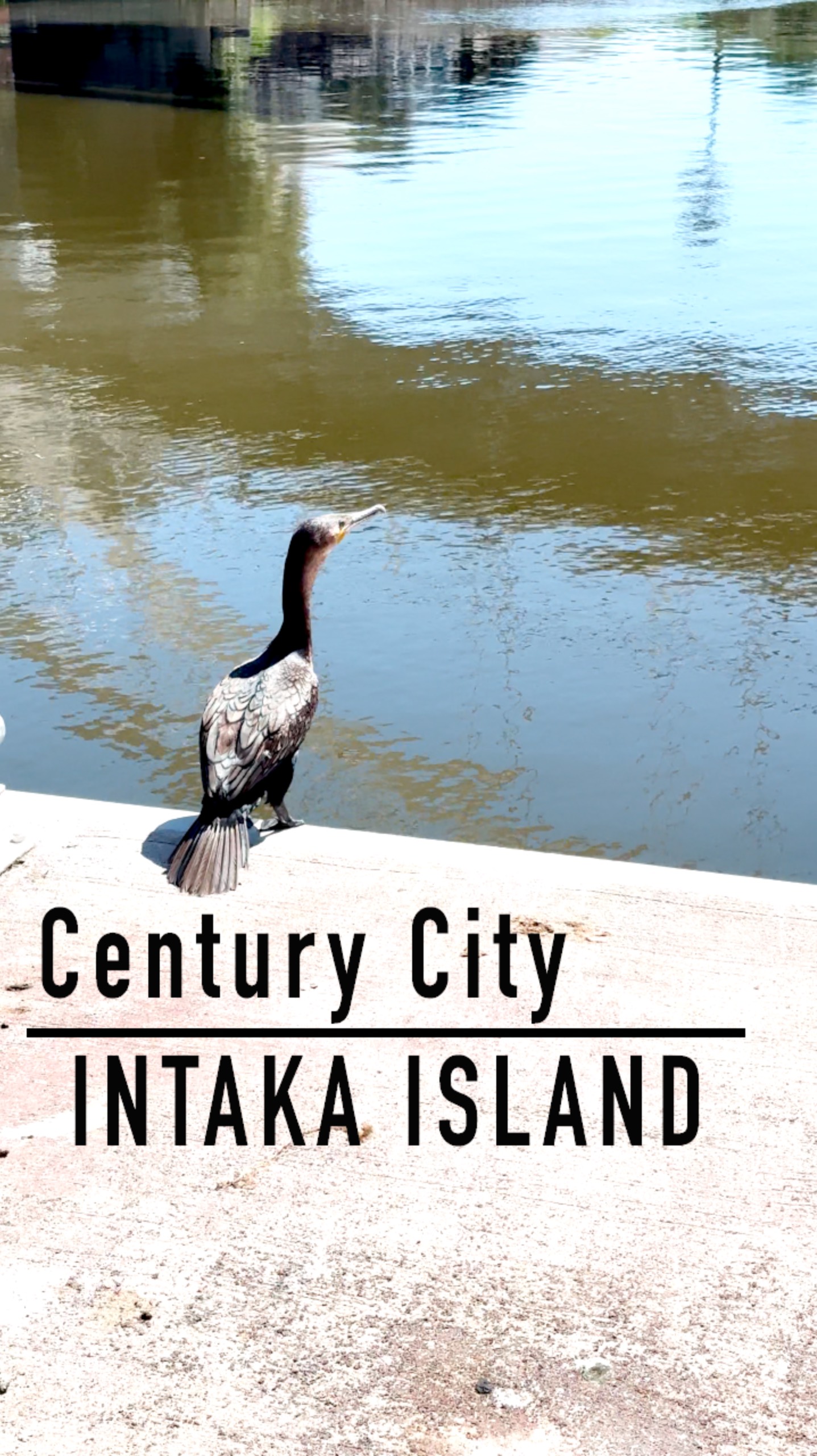 Century City / INTAKA ISLAND #southafrica смотреть онлайн