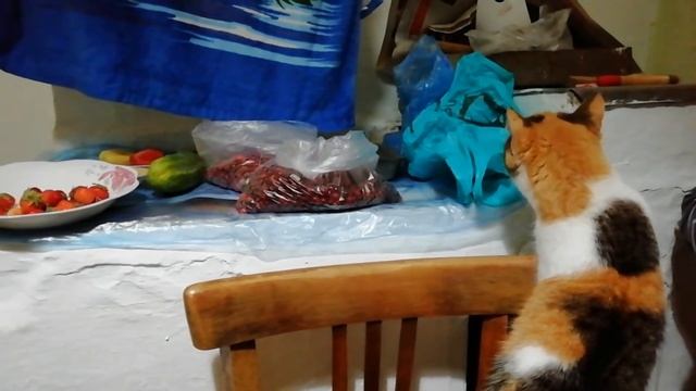 Кошка очень хочет ягоды смотреть онлайн