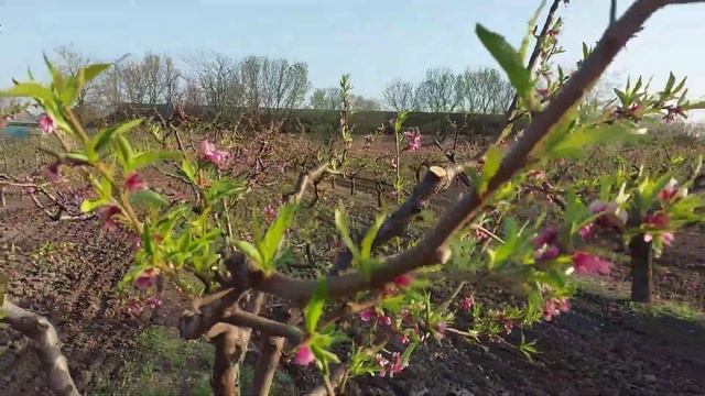 Конец цветения Персика. Оприскиваю Хорус +Скор.