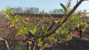 Конец цветения Персика. Оприскиваю Хорус +Скор.