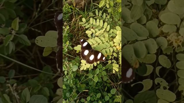 Great eggfly or hypolimnas bolina смотреть онлайн