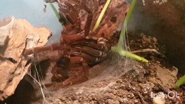 Theraphosa blondi molting смотреть онлайн