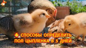 Как определить пол цыпленка в 5 дней ♂️♀️🐤 Два надежных способа 🐥