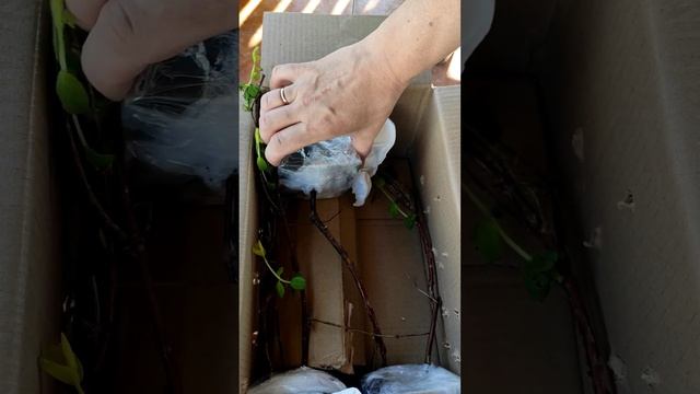 Ура! Теперь у меня тоже есть сорта японской жимолости Колин, Томи, Лори.