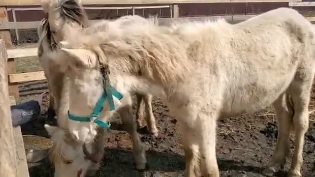 Дикие башкирские жеребята из табуна. смотреть онлайн
