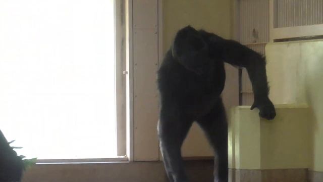Kiyomasa and Annie chasing each other. Shabani, Gorilla, Silver back. смотреть онлайн