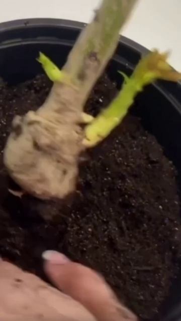 Как сохранить саженцы роз до посадки. смотреть онлайн