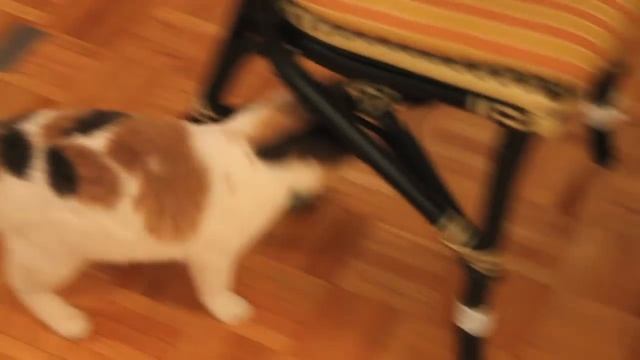 Scat Cat смотреть онлайн