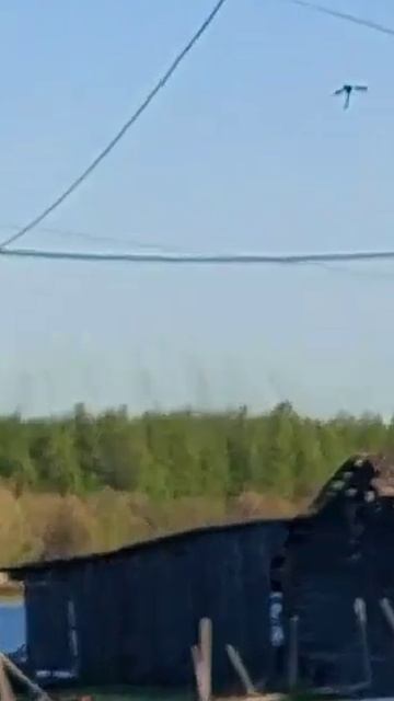 Это не дым, а рой колымских комаров😱 смотреть онлайн
