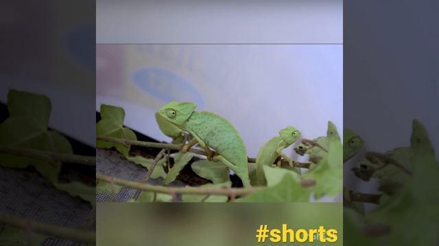 baby chameleon picture gallery #shorts #shortsfeed #yahoosearch #googlechromesearchengine смотреть онлайн