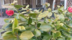 Абхазия, Самшитовая роща, март 2025 г.