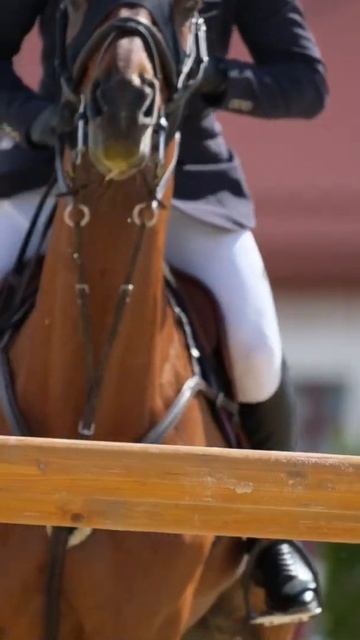#jump&drive #showjumping #horses смотреть онлайн