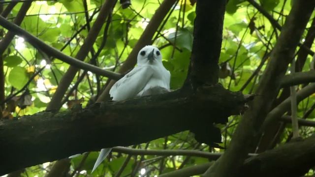White Tern (Gygis alba) in the Cook Islands chirping, Fairy Tern, White Tern breeding смотреть онлайн