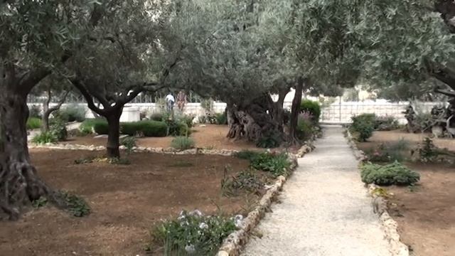 древние маслины смотреть онлайн