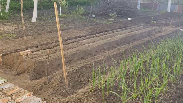 Архивное. "Унесенный ветром" чеснок. Посадка лука. Сад цветет. Огород на проекте Суворова. 06052024.