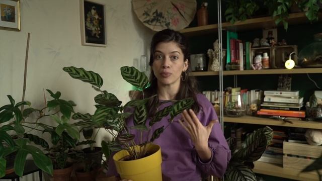 MES 6 PLANTES LES PLUS GRATIFIANTES ET SATISFAISANTES смотреть онлайн