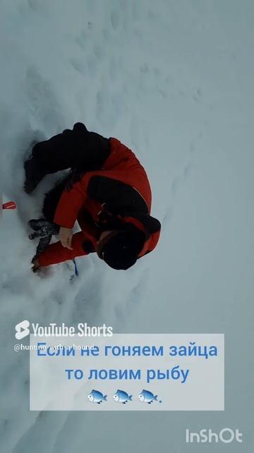 Если не гоняем зайца то ловим рыбу 🐟 🐟 🐟. #рыбалка #fishing #щука#охотасгончей#топ #hunting #tro смотреть онлайн
