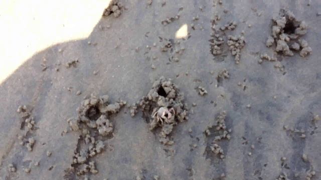 море крабов на берегу Индийского океана смотреть онлайн