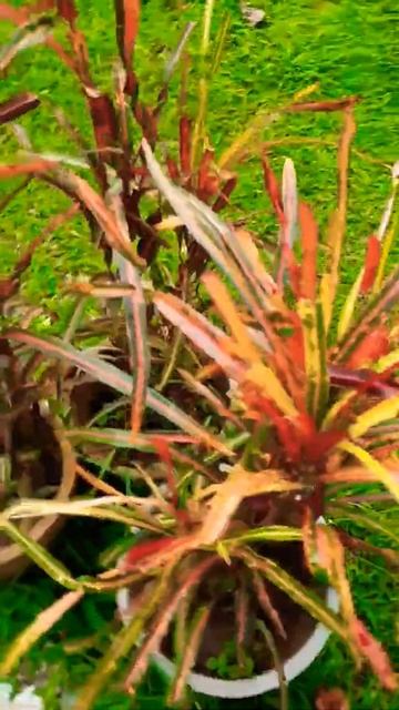 verity of croton plant |plz subscribe to my channel for plants related videos #shorts смотреть онлайн