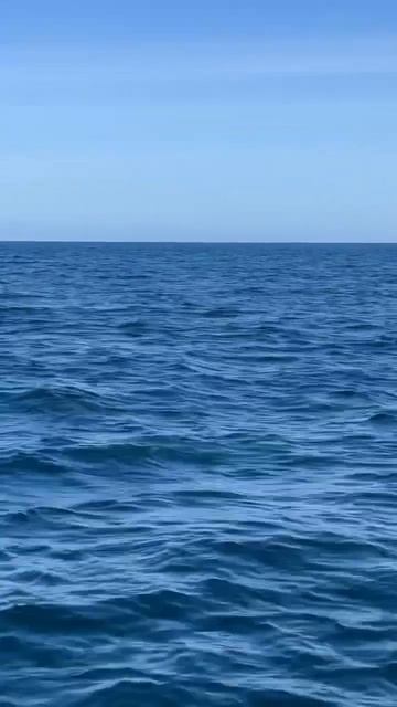 More Fun Times with Our Fabulous Fin Whale Friends! 🐋 🎥 Laura Lopez смотреть онлайн