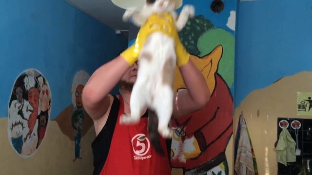 Скажи Да опытам над животными смотреть онлайн