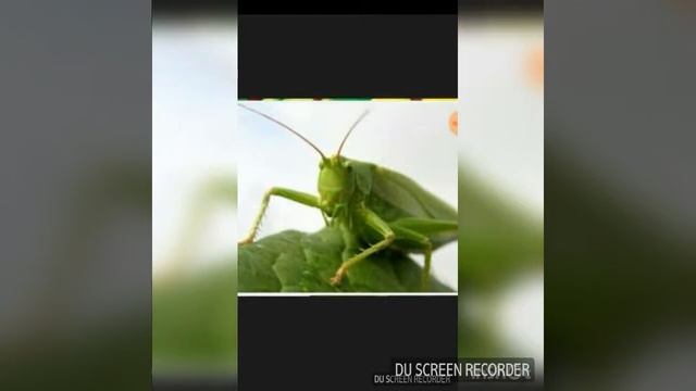 Музика і відео до пісні жевеш в селі вирощуй сало смотреть онлайн