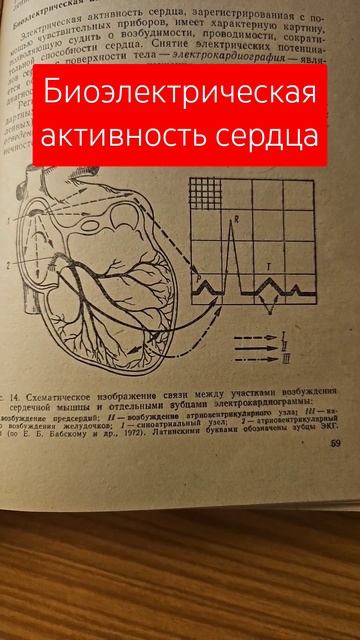 Биоэлектрическая активность сердца #химия