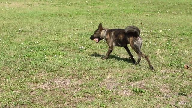 Dog Obedience Training Session With Elite Professional Dog Trainer Laurent Gabriel